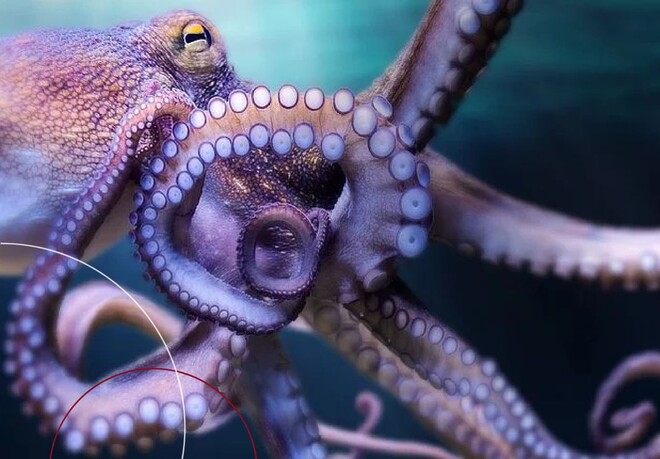 Animierter Oktopus im Wasser